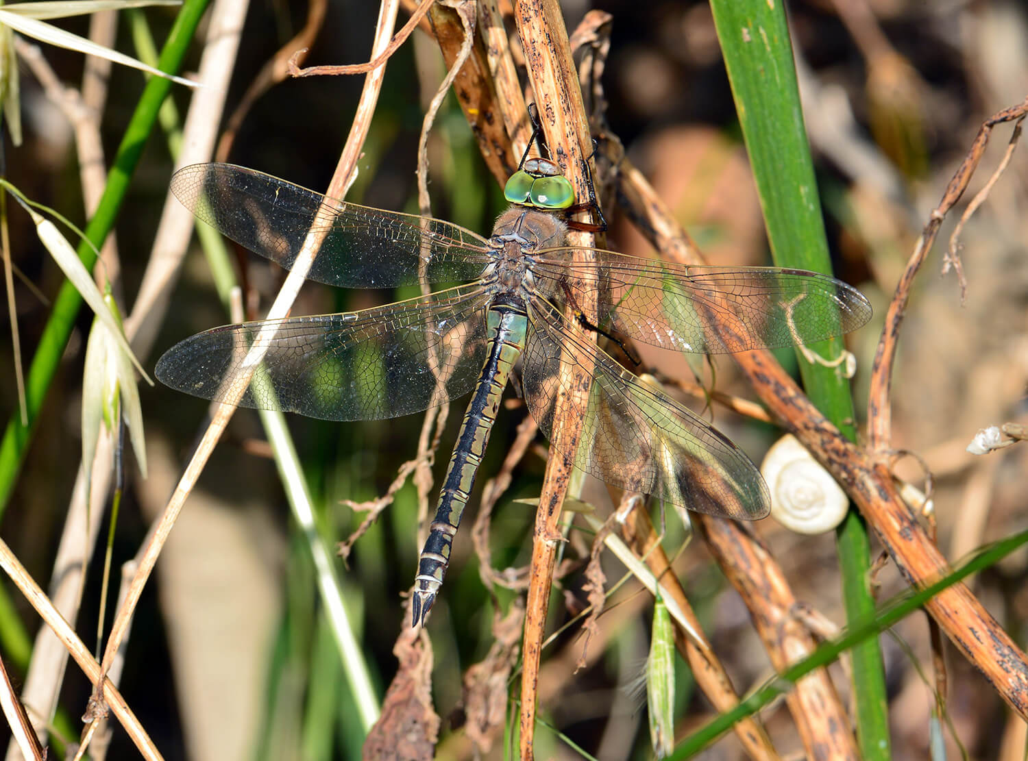 Female Anax parthenope by Greg Osborn